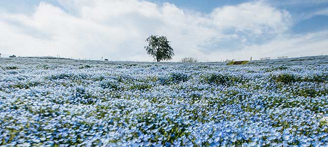 vlas een biobased materiaal